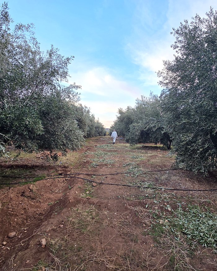 Allée d'oliviers à Tagzirt