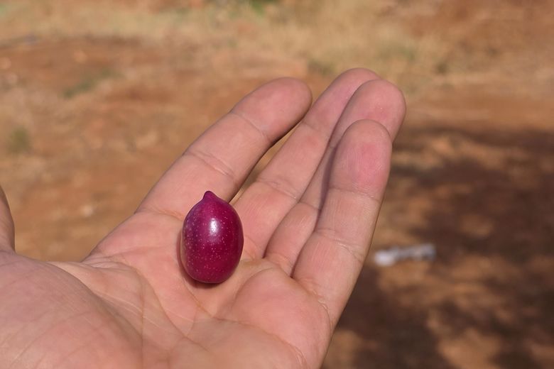 Olive fraîchement cueillie