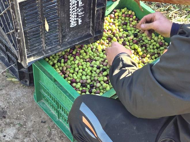 Mains lors de la récolte