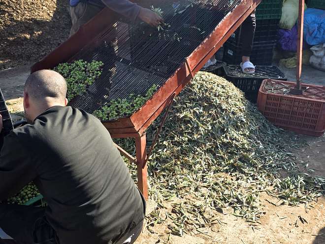 Triage des olives à la main, Tagzirt