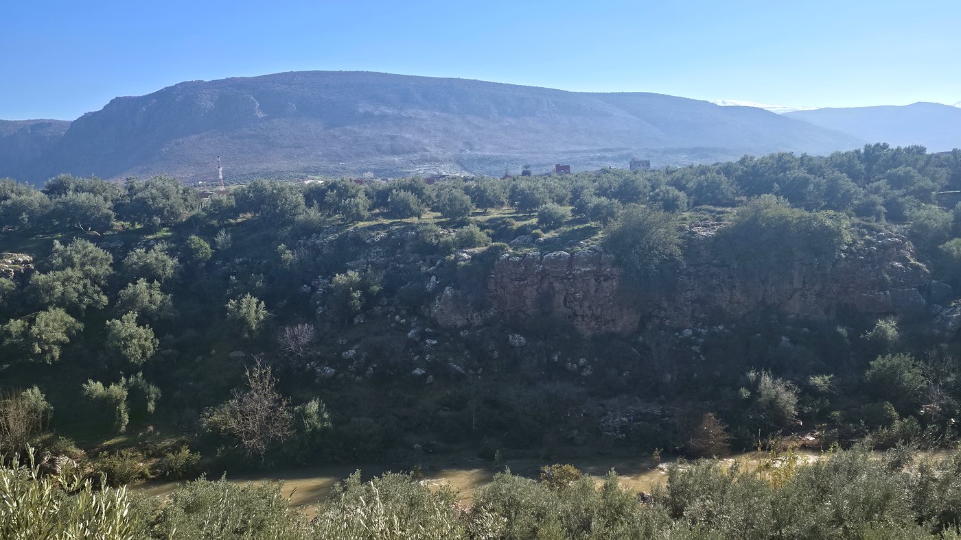L'oliveraie de Tagzirt